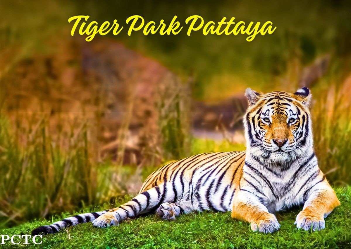 tiger-park-pattaya-7694.jpg