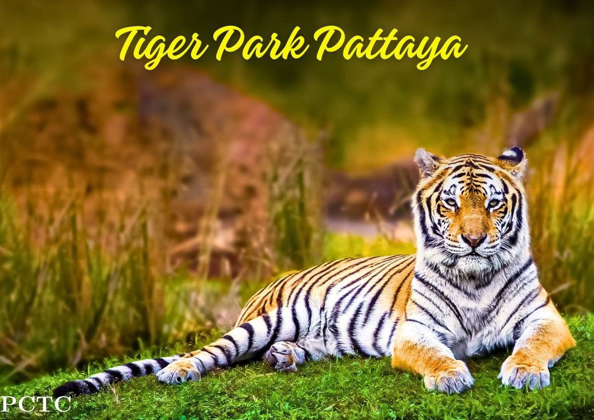 tiger-park-pattaya-9282.jpg