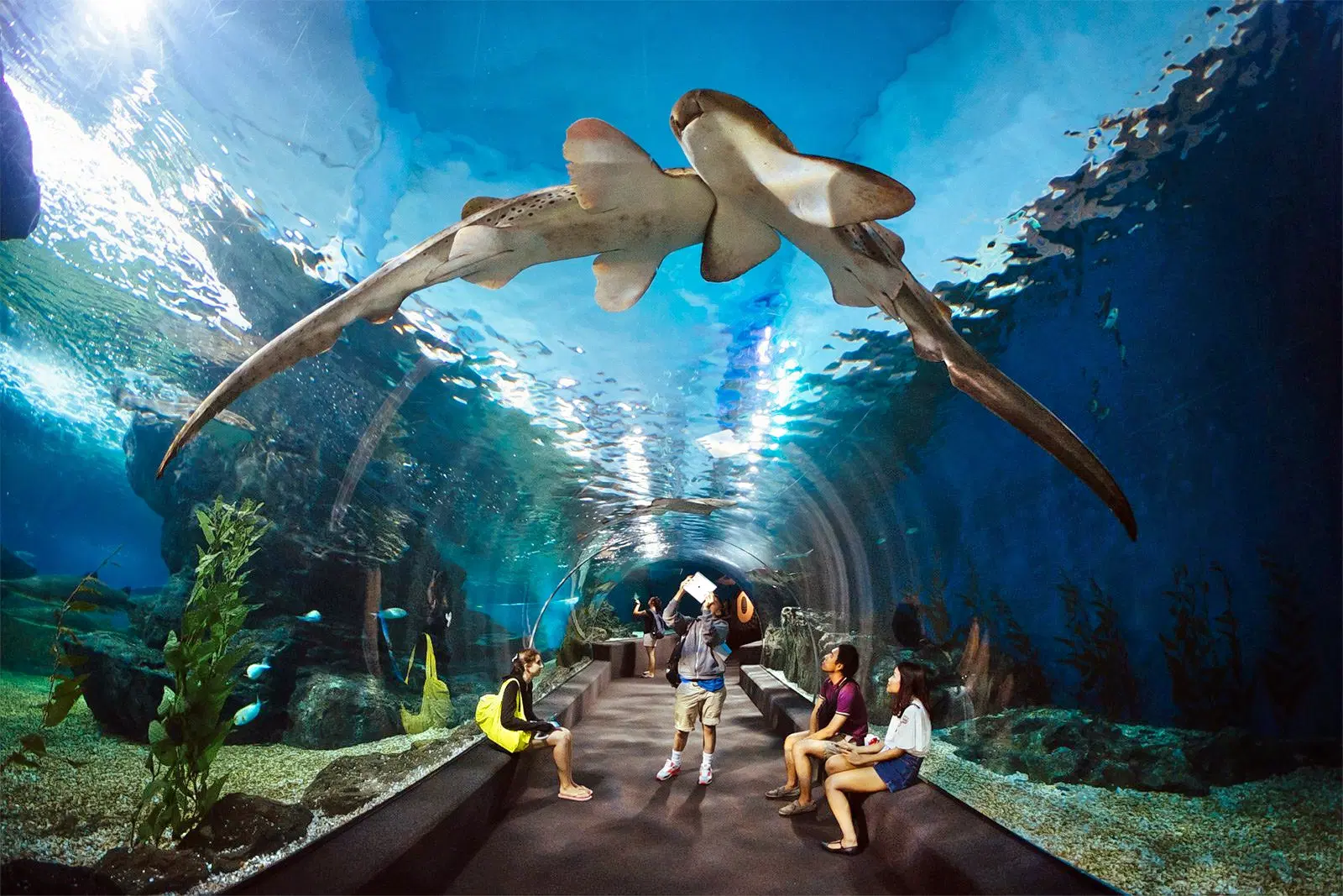underwater-world-pattaya-1305.webp