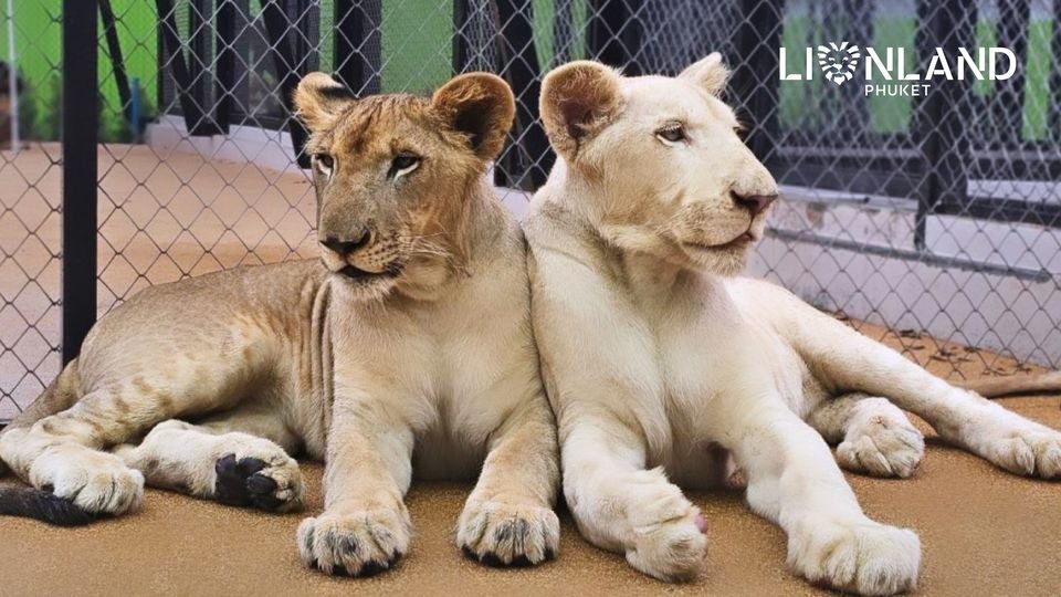 Small Lion (SL) - 6 to 12 month old lion  image