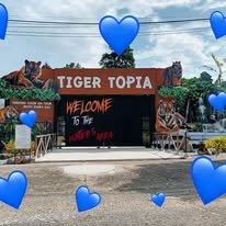 Package 2 - Tiger Topia Zoo Entrance Ticket + Tiger Show + Photo with big Tiger + Photo with big Lion + Photo with white Lion + Photo with big Crocodile image