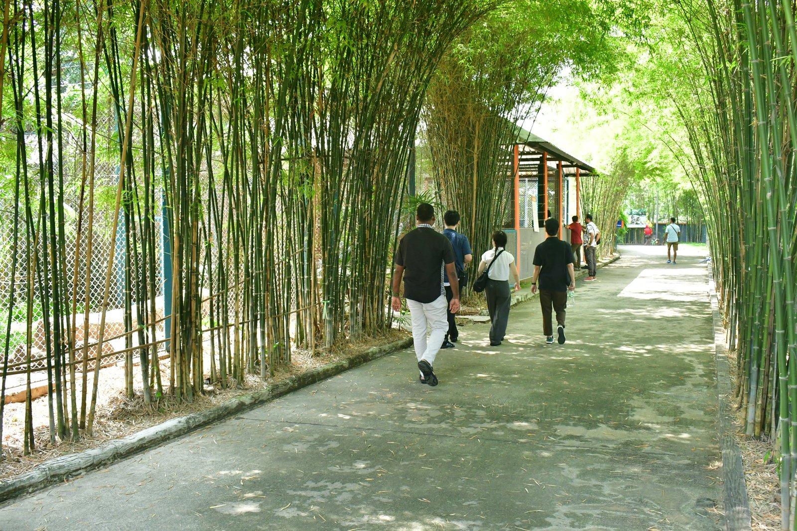 Walk Around Tiger Park  image