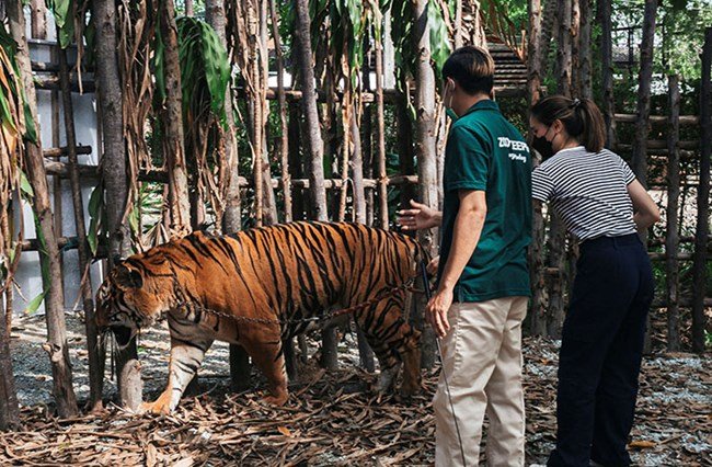 Package 1 - Tiger Topia Zoo Entrance Ticket + Tiger Show + Crocodile Show + Photo with Tiger + Photo with Crocodile image