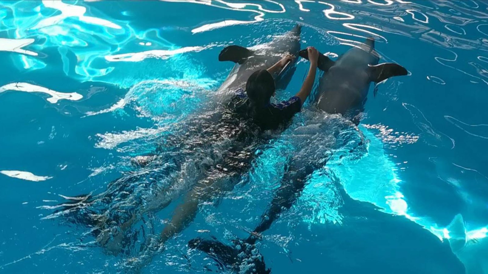 Swimming With Dolphin image