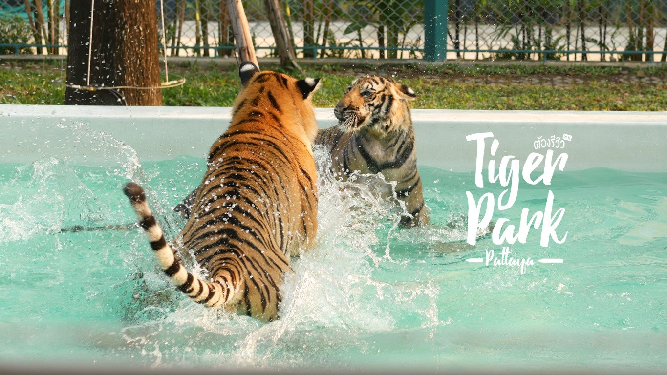 Small Tiger Ticket image