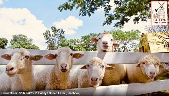 Entrance Ticket + Show image