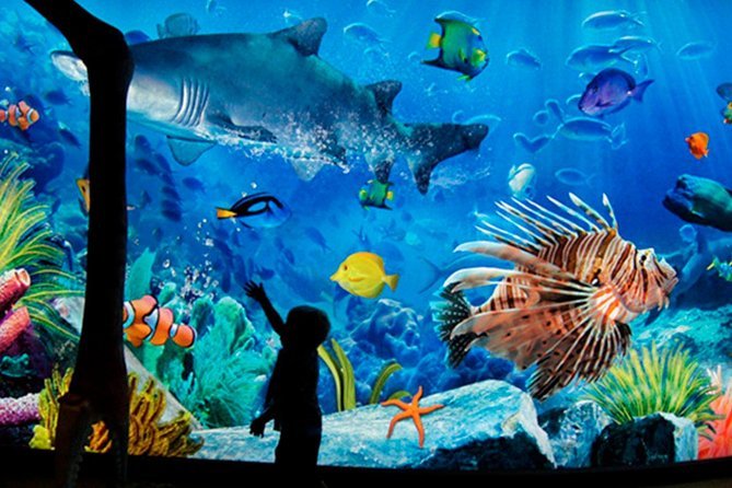 Sea life + Madame Tussauds Ticket + SIC Hotel Transfer image