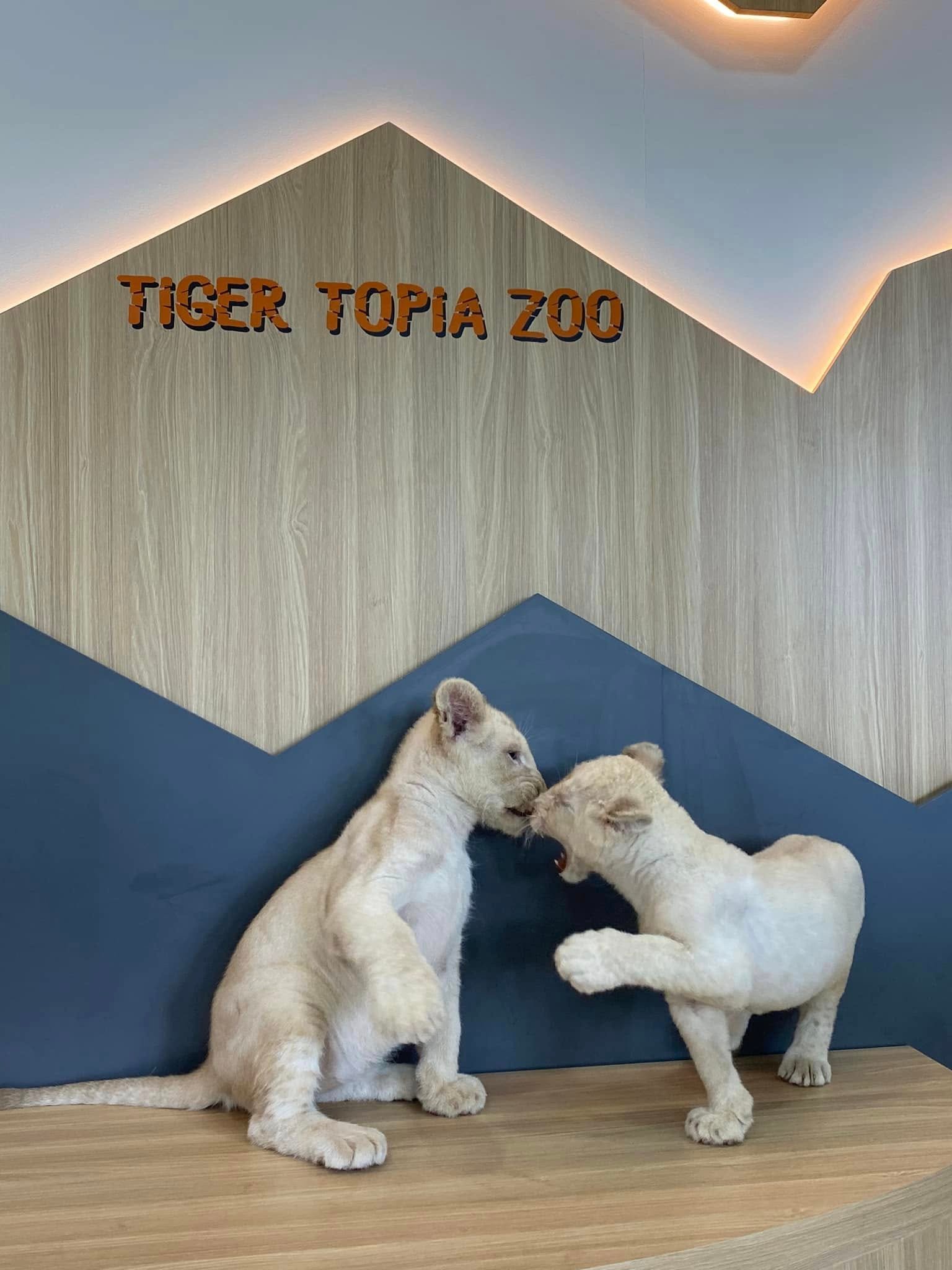 Photo With White Lion image