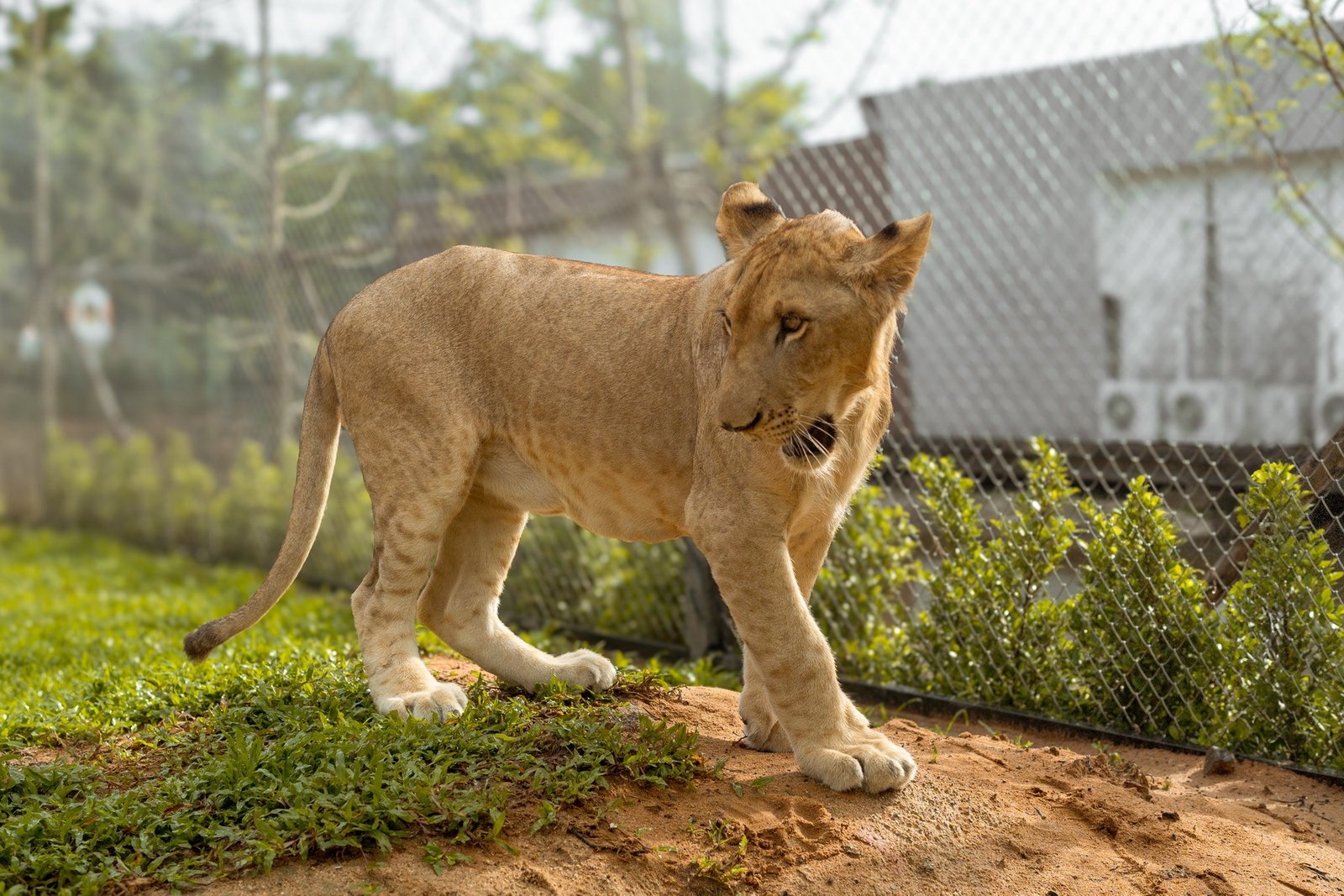 Medium Lion (MD) - 12 to 18 month old lion  image