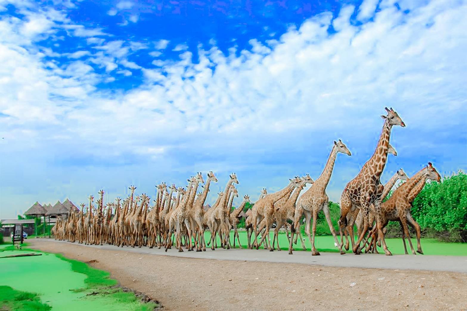 Safari Park + Marine park + Buffet Lunch + SIC Hotel Transfer image