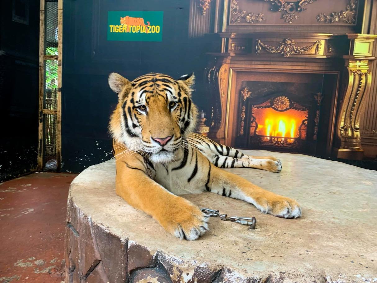 Photo With Big Tigers image