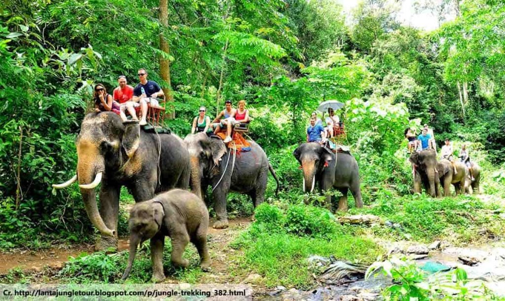30 Minutes Elephant Trekking + SIC Hotel Transfer image