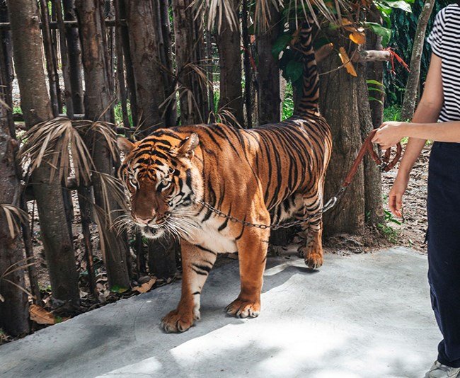 Forest walk with tiger image
