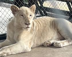 Big Lion (BL) - 18 to 48 month old lion image