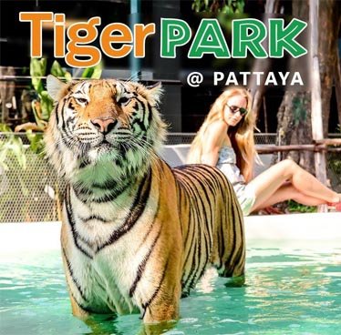Big Tiger Ticket image