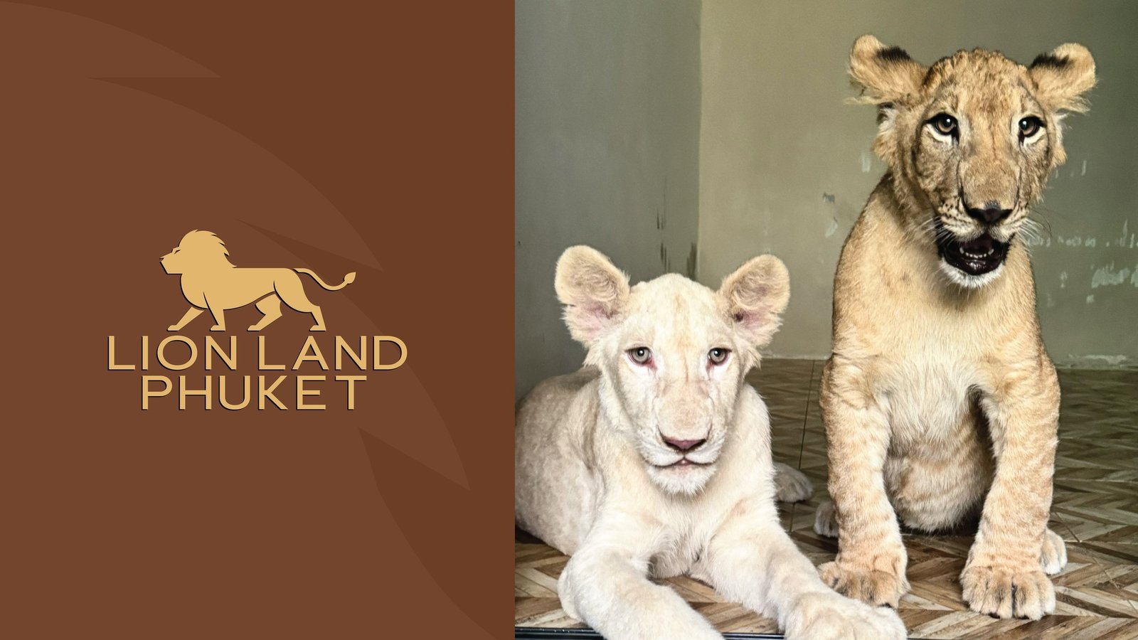 Smallet Lion (SL) - 4 to 6 month old lion cub image