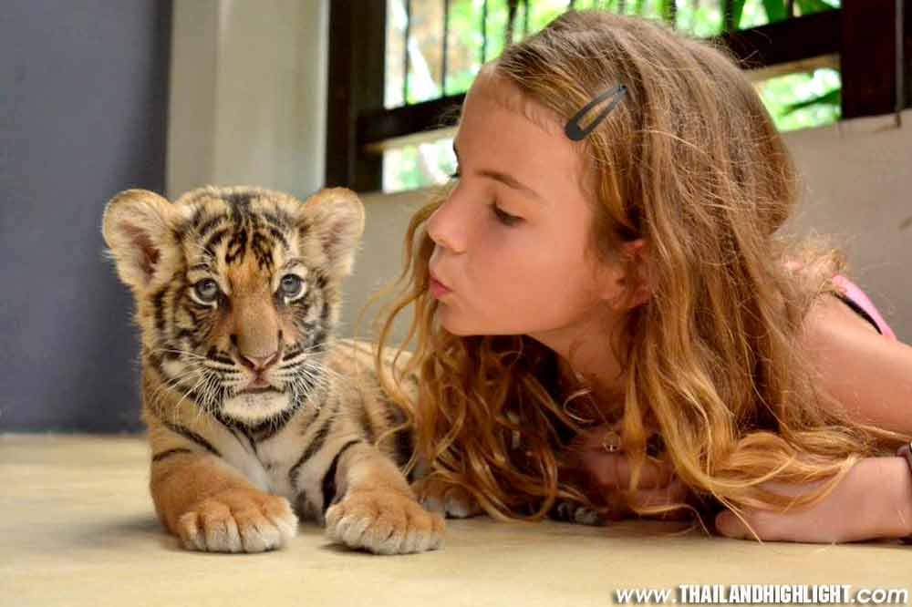 Smallest Tiger Ticket image