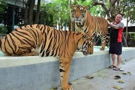 Play 2 Set B - Golden Tabby + Giant Tiger Ticket image