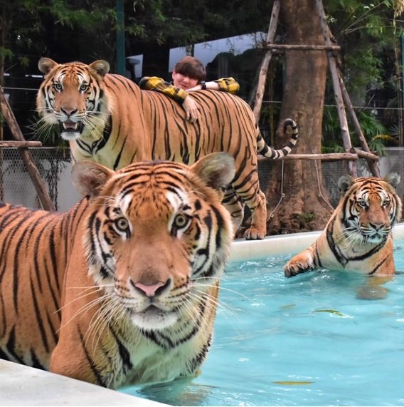 Giant Tiger Ticket image